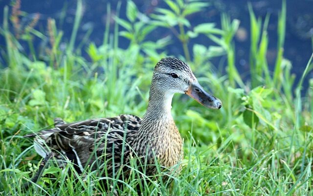 De bedste strategier til at løse svære krydsord