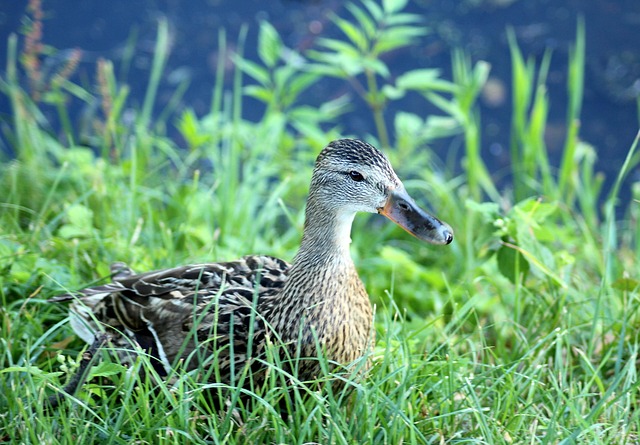 De bedste strategier til at løse svære krydsord