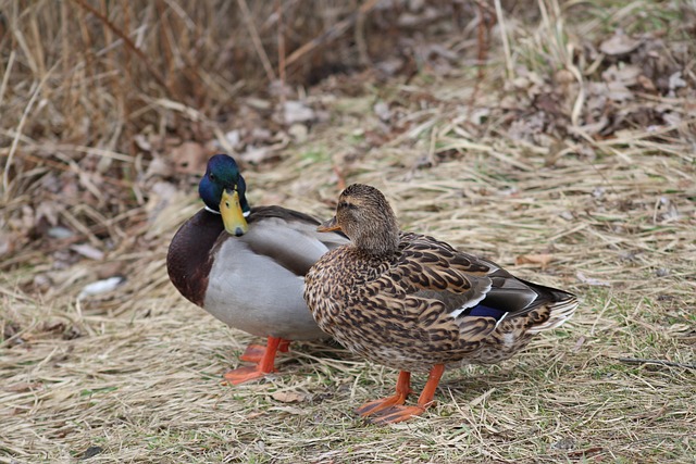 Sådan knækker du koden: Tips og tricks til krydsordsbegyndere