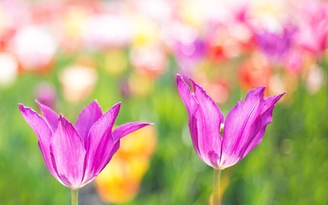 Sådan dyrker du tulipaner i krukker og plantekasser