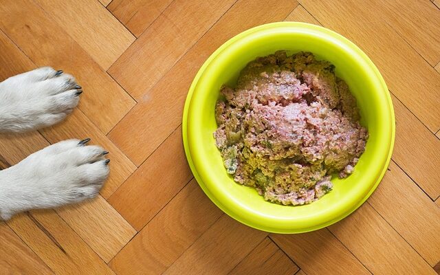 Superfoods im napf: Diese zutaten stärken die gesundheit deines lieblings