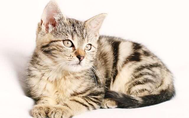 Kattetræets helbredende kræfter: Sådan kan det hjælpe stressede katte